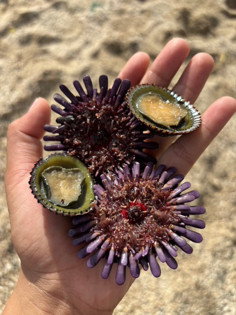 A hand holding two purple wana and two ʻopihi near a rocky shoreline